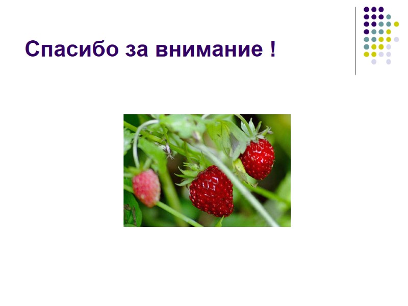 Спасибо за внимание !